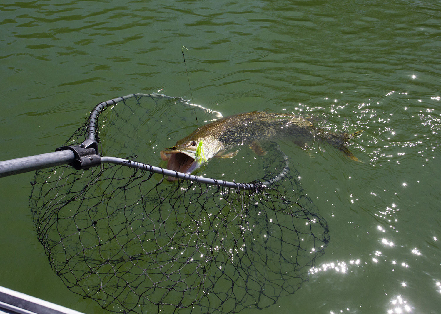 Northern pike
